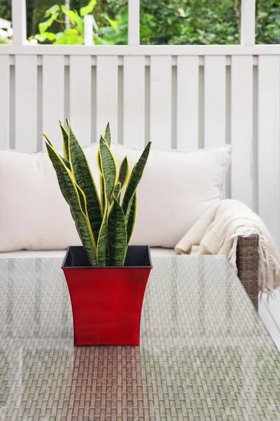 Green plant in red pot on terrace table