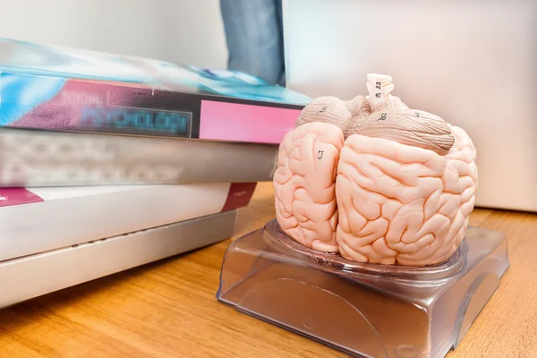 Artificial model of a human brain on the wooden table