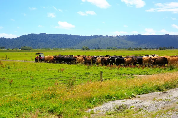 Herd of cows walking in a row on the country road in Fox Glacier, New Zealand
