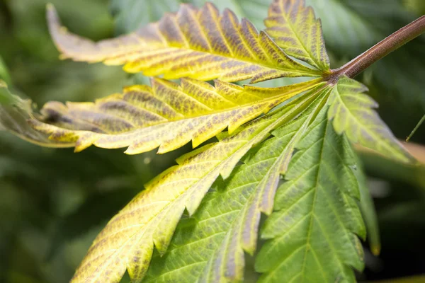 Marijuana leaf during harvest.