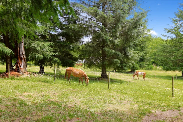 Beautiful horses eating on large farm field