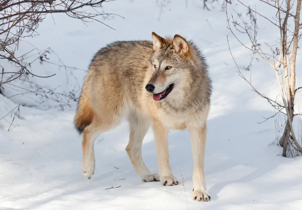 Timber Wolf in Winter