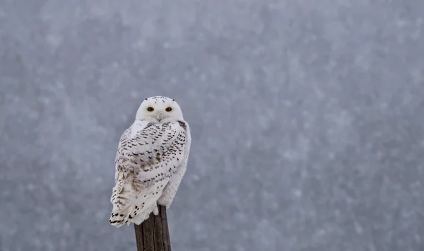 Snowy Owl on Fence Post