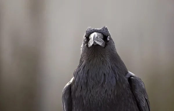 Raven in Winter