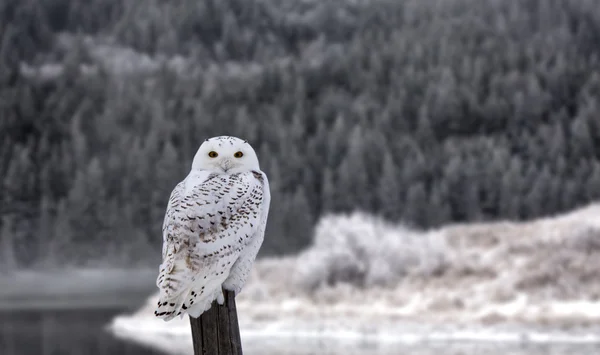 Snowy Owl on Fence Post