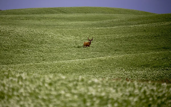 Deer in Pulse Crop Field