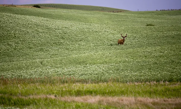 Deer in Pulse Crop Field