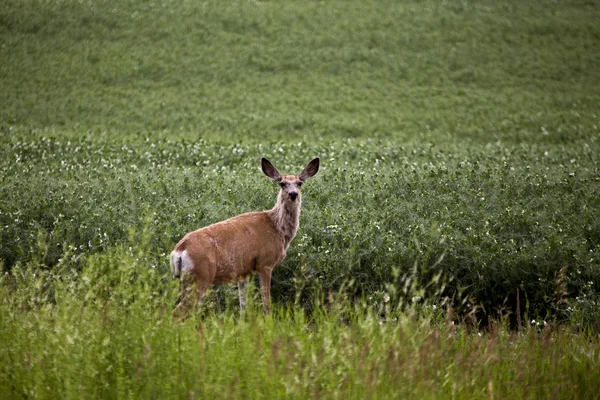 Deer in Pulse Crop Field