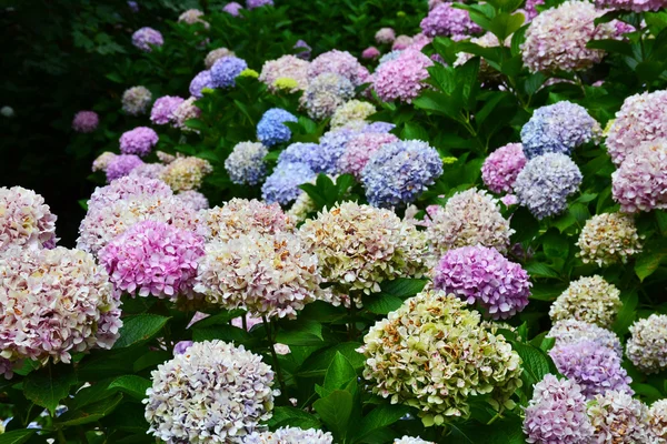 Hydrangea flower