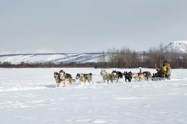 Traditional Kamchatka Sled Dog Race 