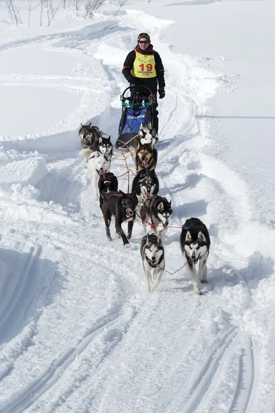 Traditional Kamchatka Dog Sledge Race 