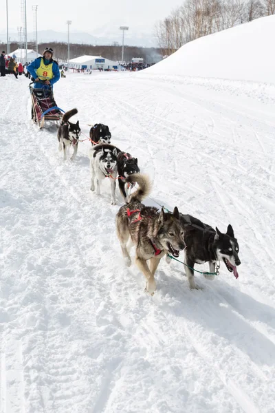 Kamchatka Sled Dog Race Beringia