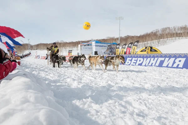 Kamchatka Dog Sled Racing Beringia