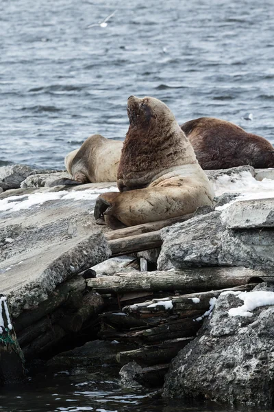 Rookery Northern Sea Lion or Steller Sea Lion on Avachinskaya Bay. Kamchatka