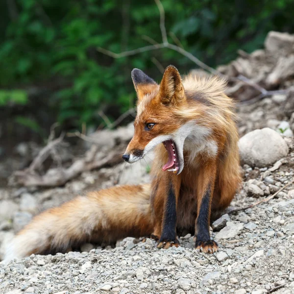 Beautiful red fox with open mouth
