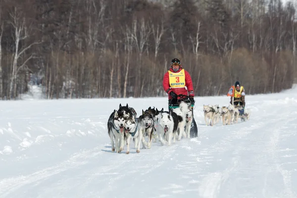 Kamchatka extreme Dog Sledge Race Beringia. Russian Far East, Kamchatka Peninsula
