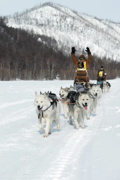 Kamchatka extreme Dog Sledge Race Beringia. Russia, Far East, Kamchatka Peninsula