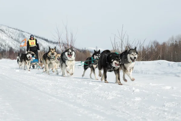 Kamchatka extreme Sled Dog Racing Beringia. Russia, Far East