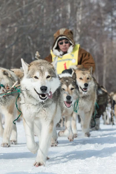 Kamchatka Dog Sledge Race Beringia. Russian Far East