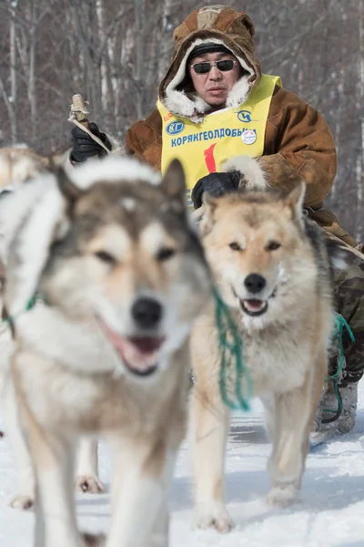 Kamchatka extreme Dog Sled Racing Beringia. Russia, Far East. Kamchatka Peninsula