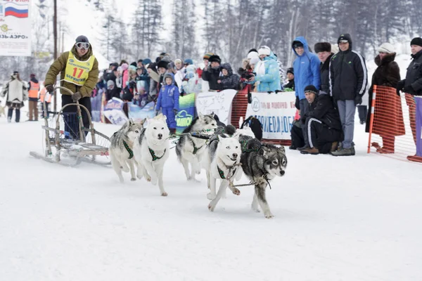 Kamchatka Sled Dog Race. Russian Far East, Kamchatsky Krai