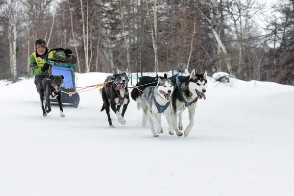 Kamchatka Dog Sled Racing Beringia. Russian Far East, Kamchatsky Krai