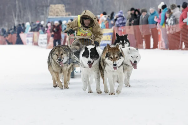 Kamchatka Dog Sledge Race Beringia. Russia, Far East, Kamchatsky Krai