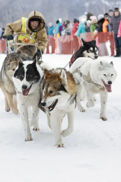 Kamchatka Dog Sledge Racing Beringia. Russian Far East, Kamchatsky Krai