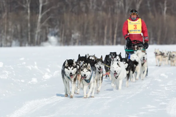 Kamchatka extreme Sled Dog Racing Beringia. Russian Far East