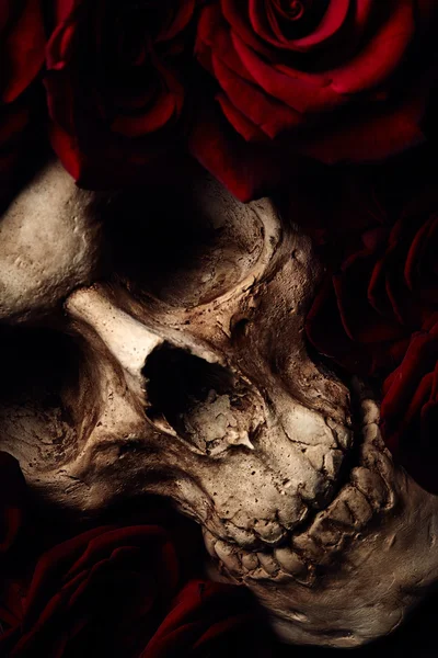 Skull and red roses