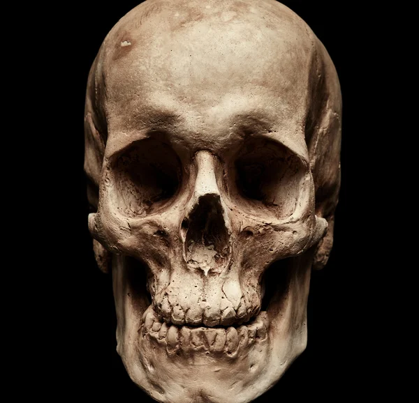 Old human skull