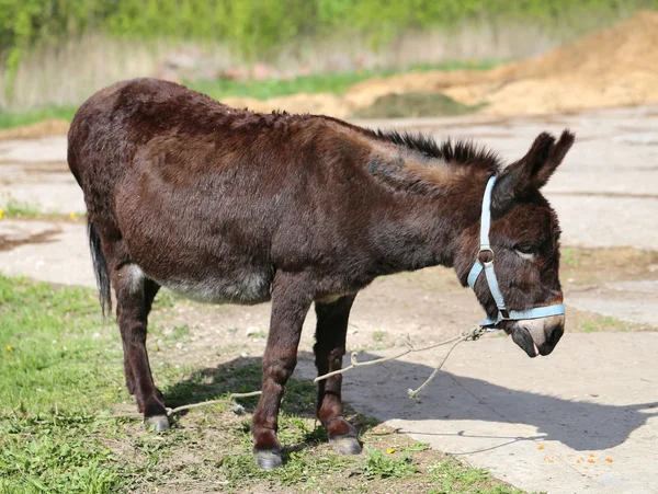Photo funny donkey