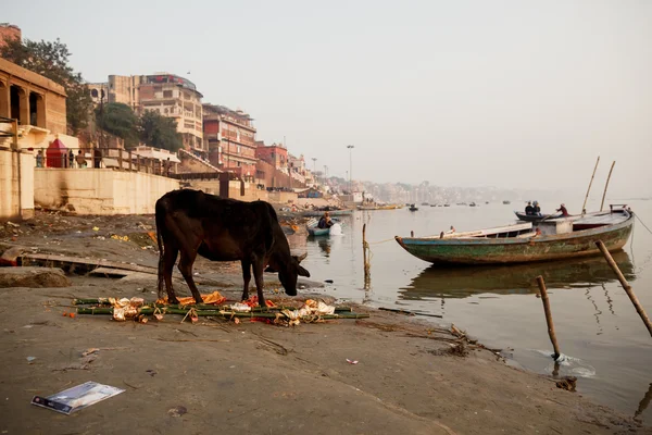 Indian sacred cow in Varanasi, India