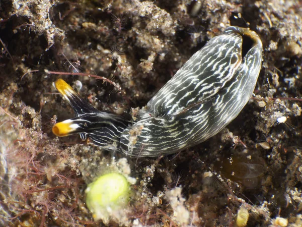 Sea slug Thuridilla gracilis