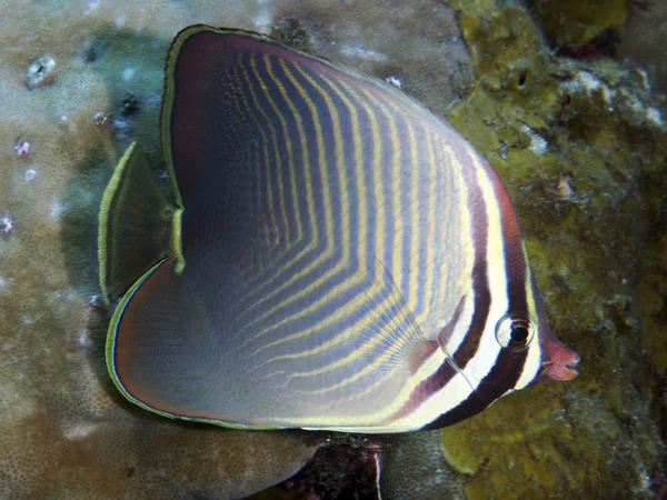 Coral fish Triangle butterflyfish