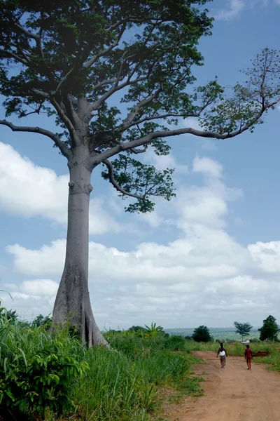 Two women in africa walk beneath a huge tree