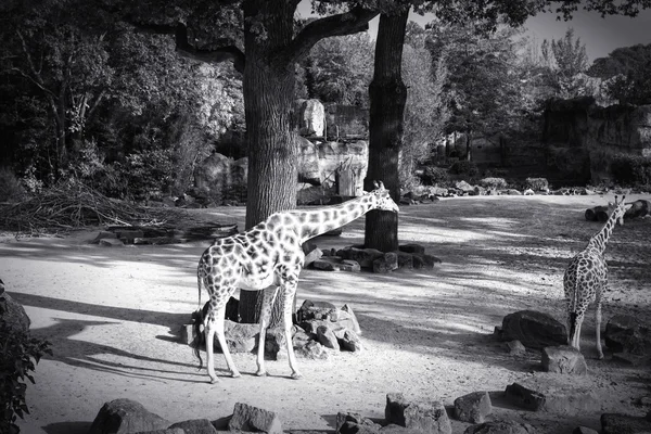 Black and white image of giraffe