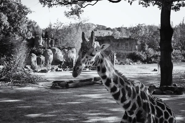 Black and white image of giraffe