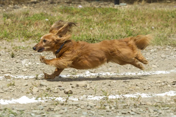 Dachsund stretching out in the race.