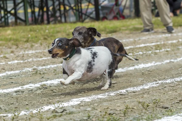 Wide eyed Dachsund out in front.