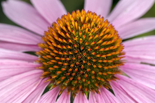 Abstract view of cone flower.