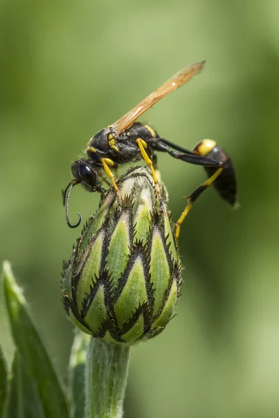 Side view of wasp on flower.