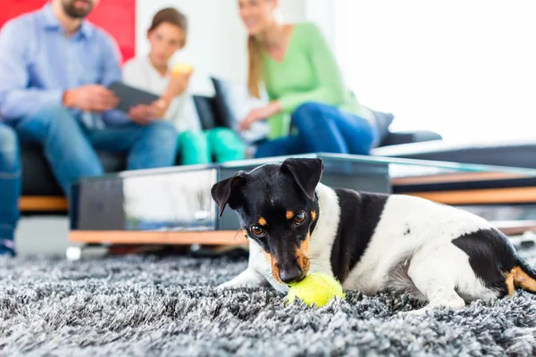 Family dog playing with ball in living room