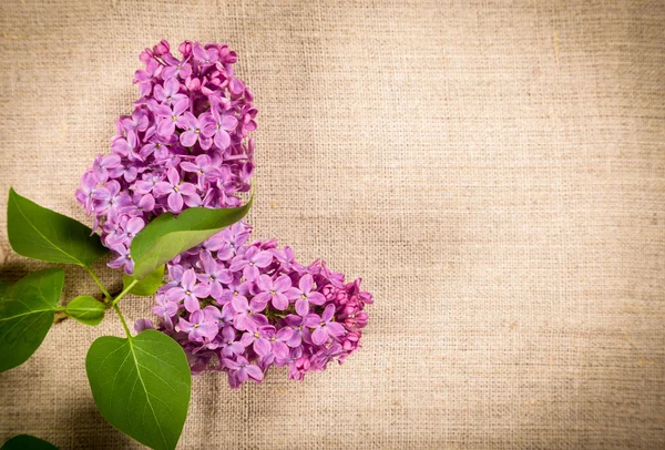 Lilac flowers on linen background