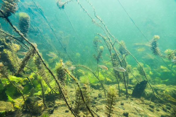 Underwater river landscape with little fish