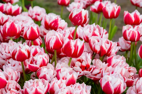 Background with red white tulips