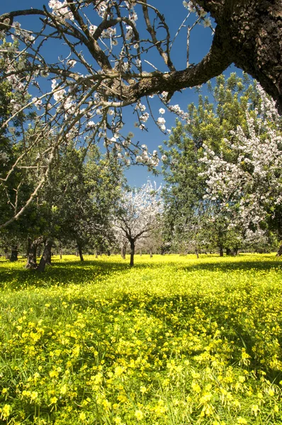 Blossoming almond tree