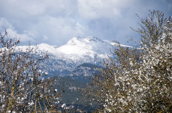 Blossoming almond tree