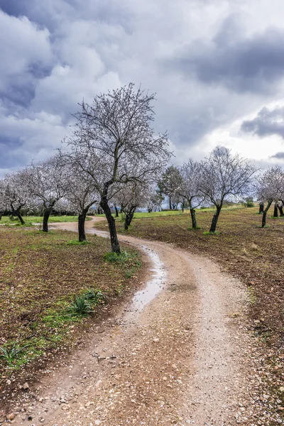 Blossoming almond tree