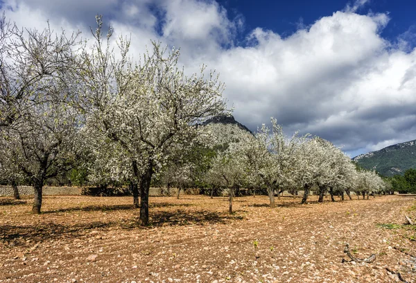 Blossoming almond tree